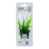 Tropica Sagittaria Subulata (Easy)