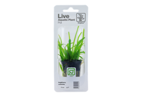 Tropica Sagittaria Subulata (Easy)