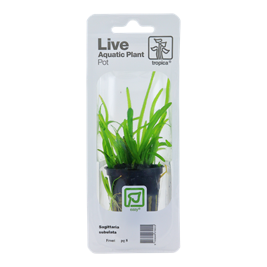 Tropica Sagittaria Subulata (Easy)