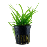 Tropica Sagittaria Subulata (Easy)