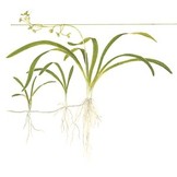 Tropica Sagittaria Subulata (Easy)