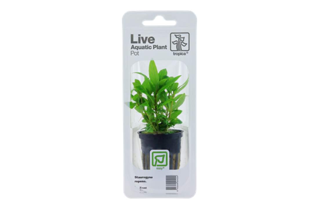 Tropica Staurogyne repens (easy)