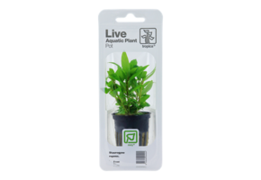Tropica Staurogyne repens (facile)