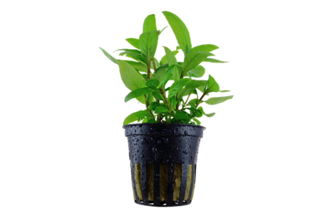 Tropica Staurogyne repens (easy)