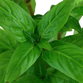 Tropica Staurogyne repens (easy)