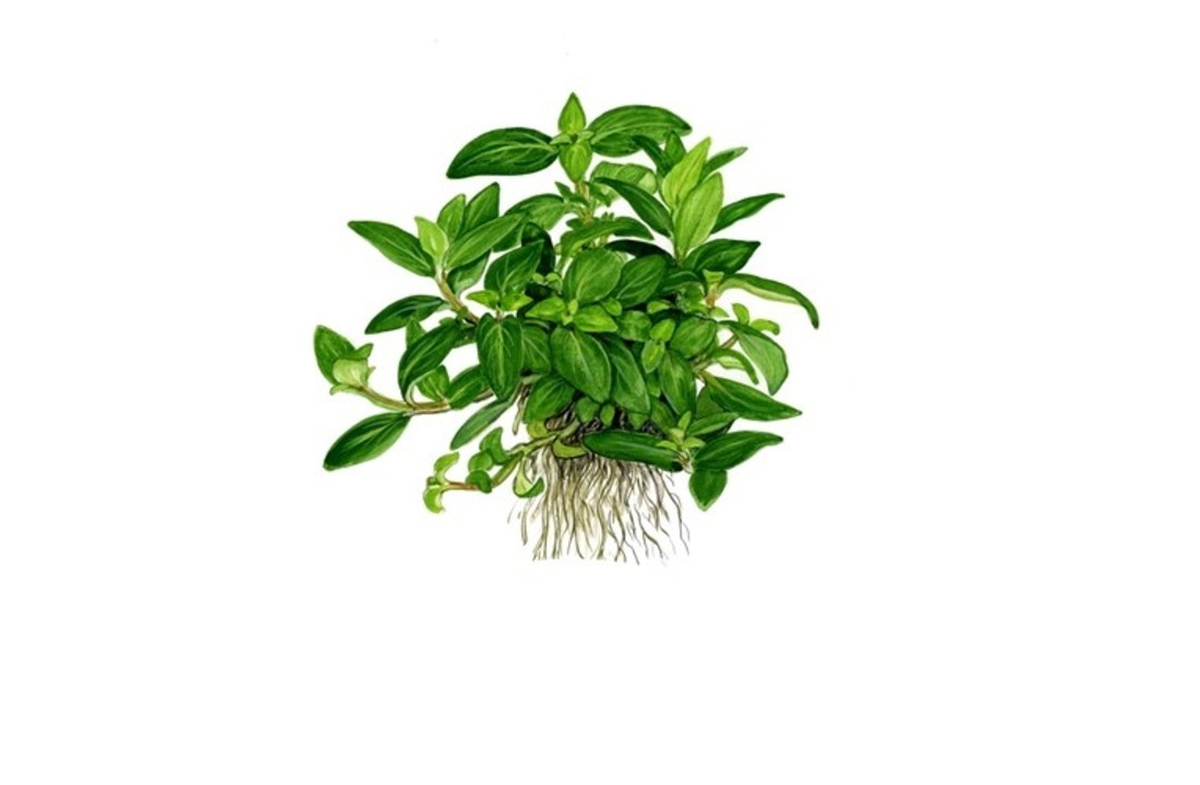 Tropica Staurogyne repens (easy)