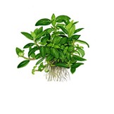 Tropica Staurogyne repens (easy)