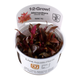 Tropica Alternanthera reineckii 'Mini' 1-2-grow! (medium)