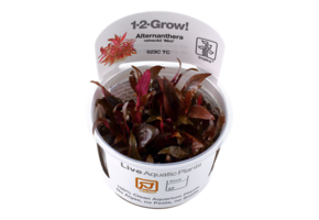 Tropica Alternanthera Reineckii 'Mini' 1-2-Grow! (medium)