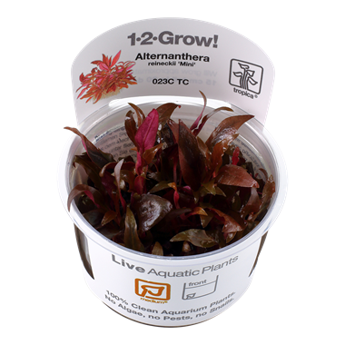 Tropica Alternanthera reineckii 'Mini' 1-2-grow! (medium)