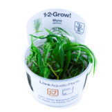 Tropica blyxa japonica 1-2-grandir! (moyen)