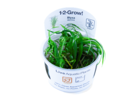 Tropica Blyxa Japonica 1-2-Grow! (medium)