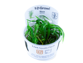 Tropica blyxa japonica 1-2-grandir! (moyen)