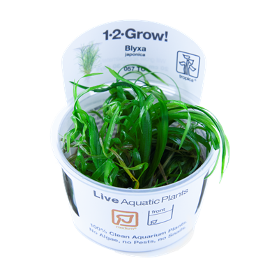 Tropica blyxa japonica 1-2-grandir! (moyen)