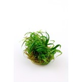 Tropica blyxa japonica 1-2-grandir! (moyen)