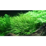 Tropica blyxa japonica 1-2-grandir! (moyen)