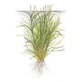 Tropica blyxa japonica 1-2-grandir! (moyen)