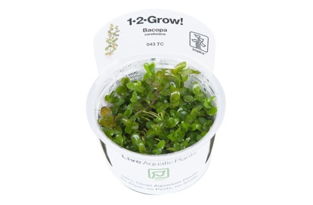 Tropica Bacopa caroliniana 1-2-grow! (easy)