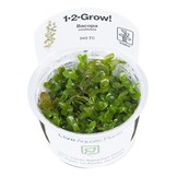 Tropica Bacopa caroliniana 1-2-grow! (easy)