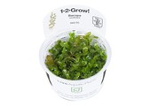 Tropica Bacopa Caroliniana 1-2-Grow! (Easy)