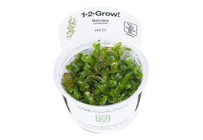 Tropica Bacopa Caroliniana 1-2-Grow! (Easy)