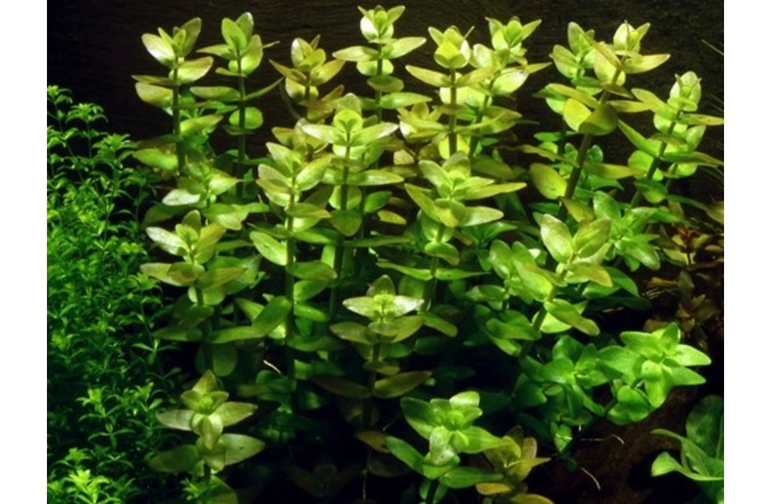 Tropica Bacopa caroliniana 1-2-grow! (easy)