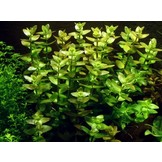 Tropica Bacopa caroliniana 1-2-grow! (easy)