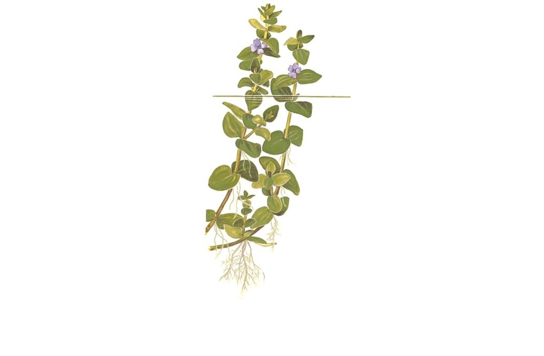 Tropica Bacopa caroliniana 1-2-grow! (easy)
