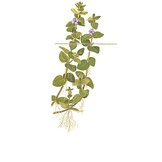 Tropica Bacopa caroliniana 1-2-grow! (easy)