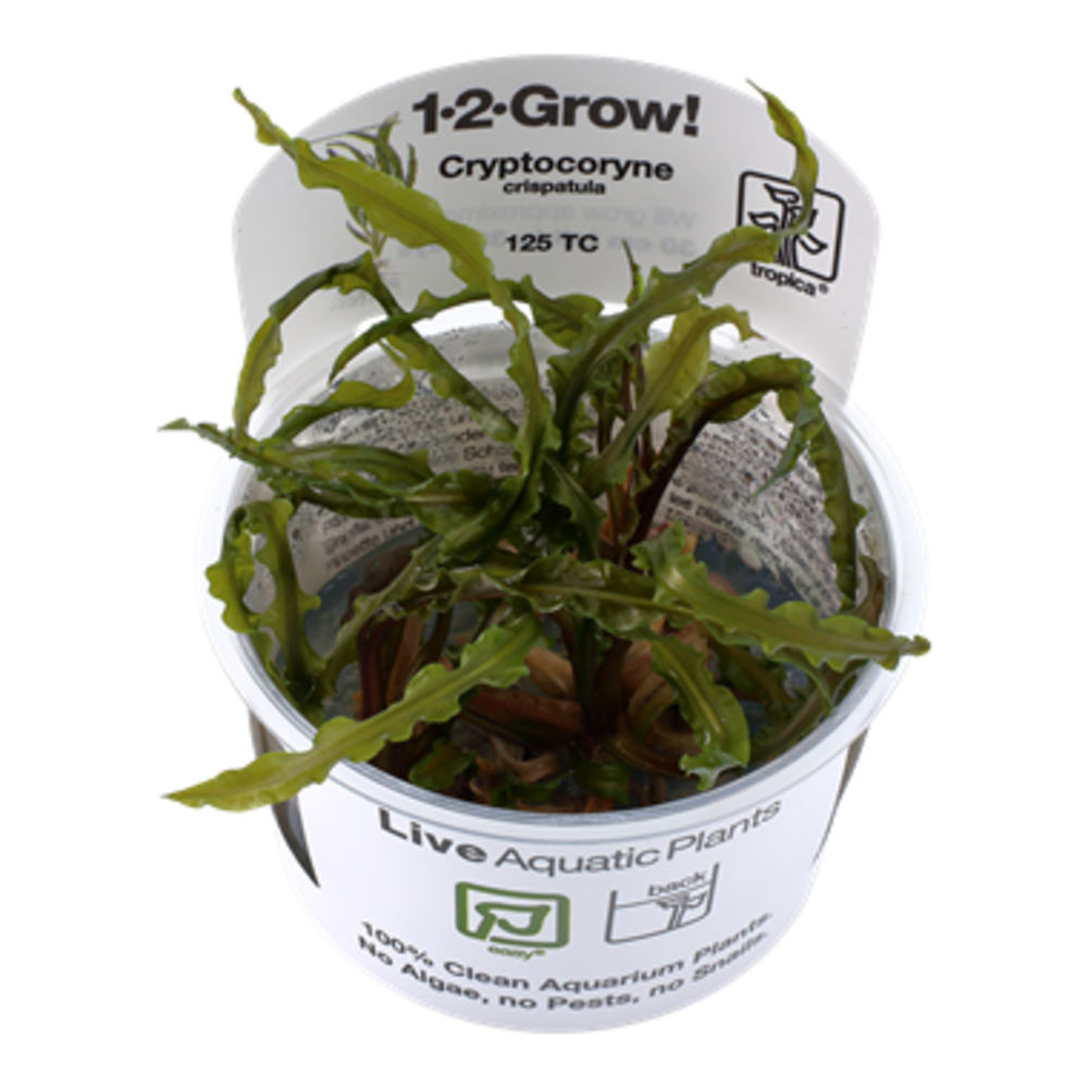 Tropica Cryptocoryne crispatula 12grow! (easy) Aquascape In Vitro Alles voor Aquascaping