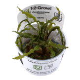Tropica Cryptocoryne crispatula 1-2-grow! easy)