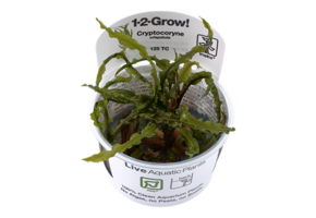 Tropica Cryptocoryne Crispatule 1-2-grandir! (Facile)