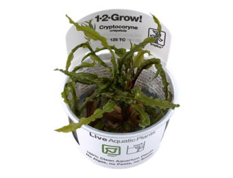 Tropica Cryptocoryne crispatula 1-2-grow! (easy)