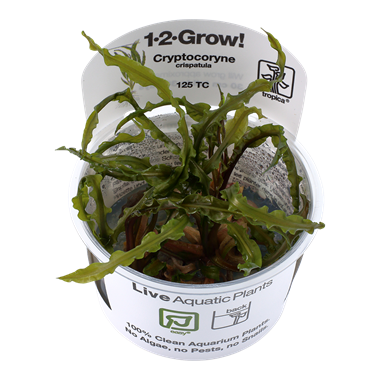 Tropica Cryptocoryne Crispatula 1-2-Grow! Easy)