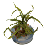 Tropica Cryptocoryne crispatula 1-2-grow! easy)