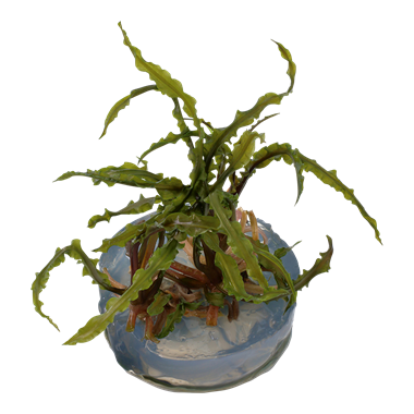 Tropica Cryptocoryne Crispatula 1-2-Grow! Easy)