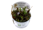 Tropica Cryptocoryne undulatus 'Red' 1-2-grow! (easy)