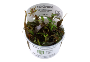Tropica Cryptocoryne Sidulatus 'Red' 1-2-grandir! (Facile)