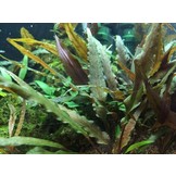 Tropica Cryptocoryne Sidulatus 'Red' 1-2-grandir! (Facile)