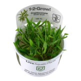 Tropica Cryptocoryne wendtii 'Green' 1-2-grow! (easy)