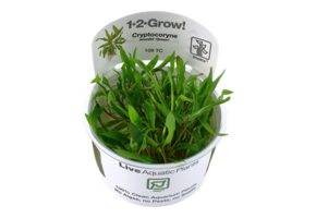 Tropica Cryptocoryne Wendtii 'Green' 1-2-grandir! (Facile)