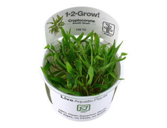 Tropica Cryptocoryne wendtii 'Green' 1-2-grow! (easy)