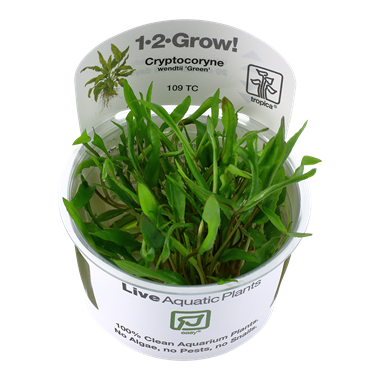 Tropica Cryptocoryne wendtii 'Green' 1-2-grow! (easy)