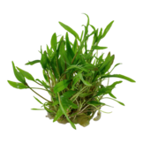 Tropica Cryptocoryne wendtii 'Green' 1-2-grow! (easy)