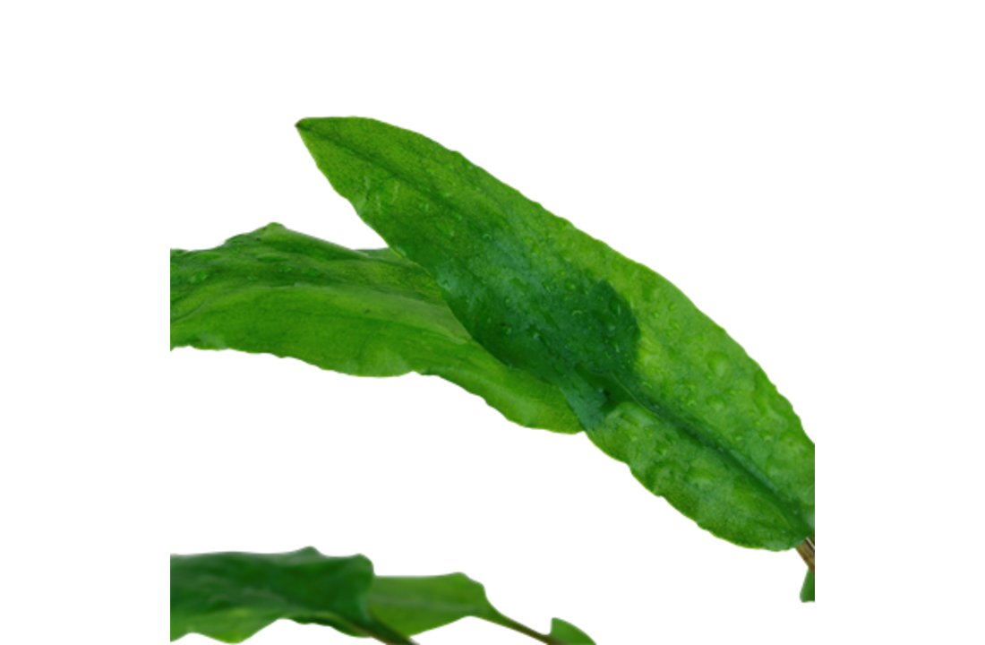 Tropica Cryptocoryne wendtii 'Green' 1-2-grow! (easy)