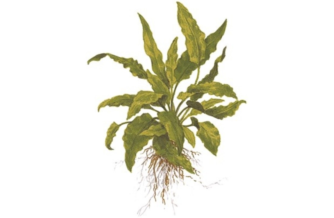 Tropica Cryptocoryne wendtii 'Green' 1-2-grow! (easy)