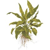 Tropica Cryptocoryne wendtii 'Green' 1-2-grow! (easy)