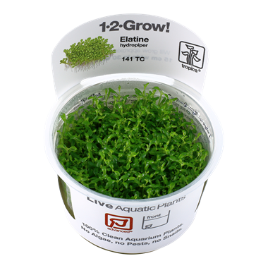Tropica Elatine hydropiper 1-2-grow! (Advanced)