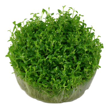 Tropica Elatine hydropiper 1-2-grow! (Advanced)