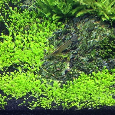 Tropica Elatine hydropiper 1-2-grow! (Advanced)